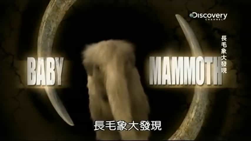 探索频道《长毛象大发现  baby mammoth》全1集 英语中字 标清网盘下载