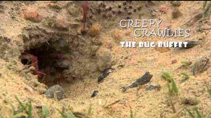 Curiosity纪录片《令人毛骨悚然的爬虫 Creepy Crawlies 2022》全3集 英语中英双字 1080P高清网盘下载