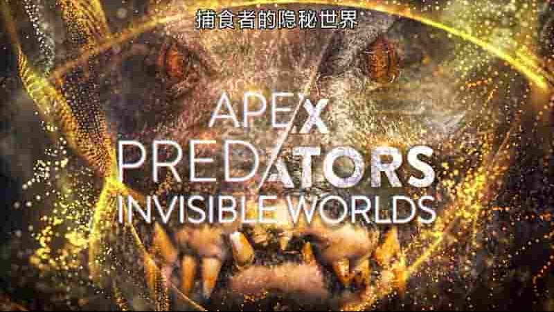 BBC纪录片《捕食者的隐秘世界 Apex Predators: Invisible Worlds 2024》全4集 国英双语中英双字 4K超高清网盘下载