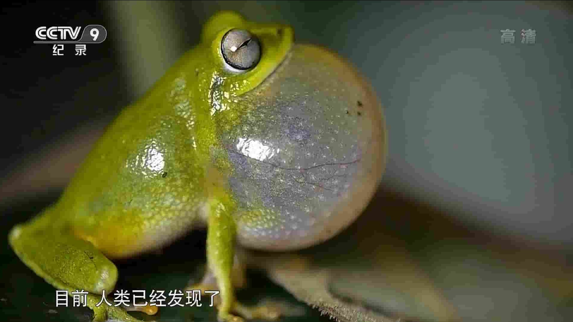 央视纪录片《蛙类的秘密生活 The Secret Life of Frogs 2019》全1集 国语中字 1080P高清网盘下载