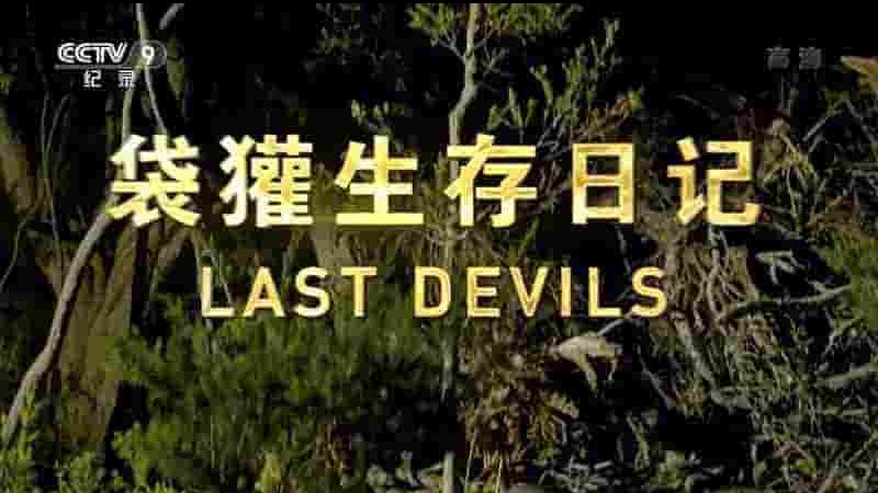 央视纪录片《袋獾生存日记 Last Devils 2017》全1集 国语中字 1080P高清网盘下载