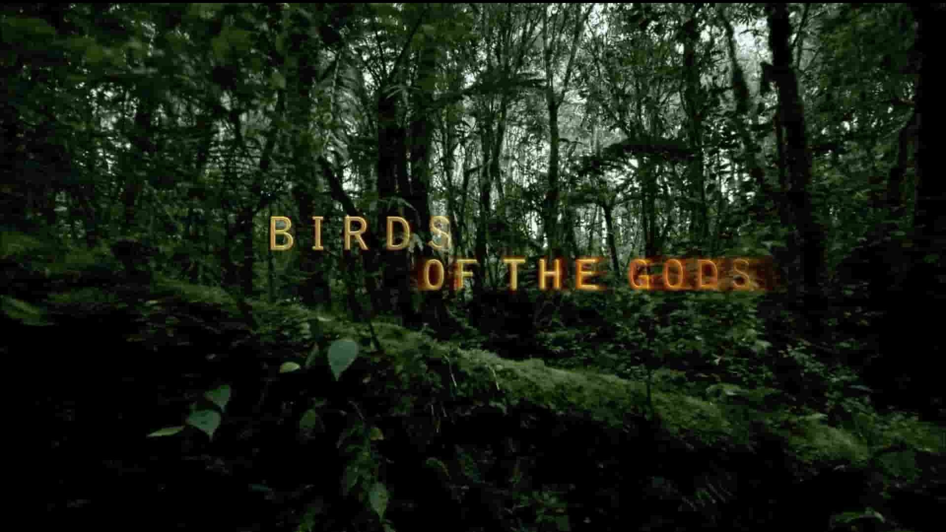 PBS纪录片《诸神之鸟 Birds of the Gods 2011》全1集 英语中英双字 1080P高清网盘下载