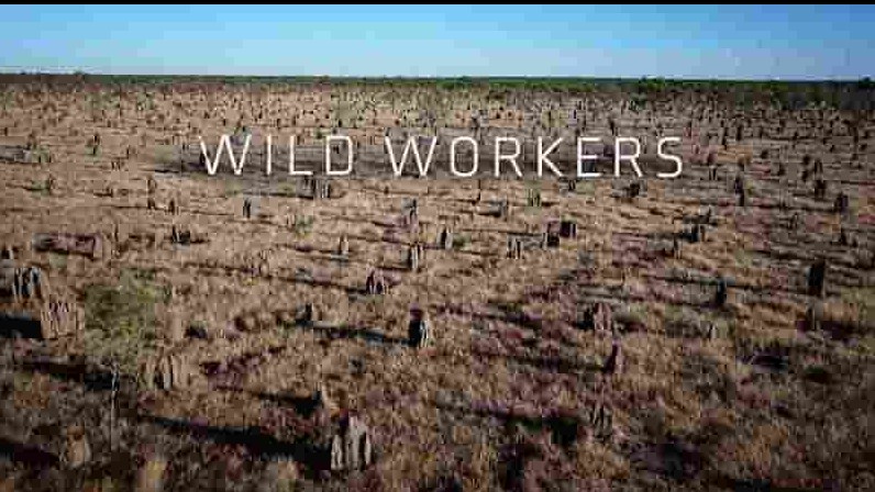 Curiosity纪录片《动物打工仔 Wild Workers 2021》全3集 英语中英双字 1080P高清网盘下载