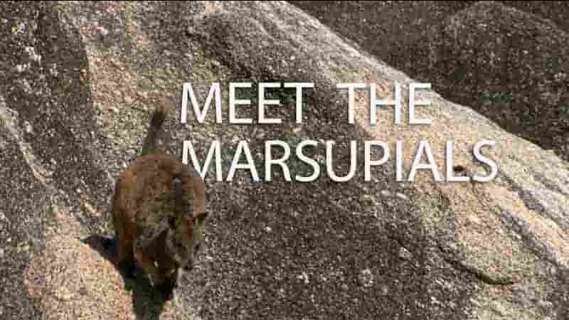 Curiosity纪录片《认识有袋动物 Meet the Marsupials 2020》全1集 英语中英双字 1080P高清网盘下载