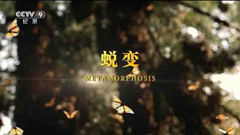 加拿大纪录片《变形/蜕变 Metamorphosis 2018》全1集 国语中字 1080P高清网盘下载