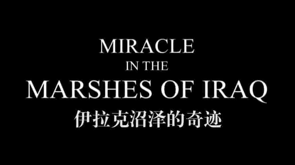 BBC纪录片《伊拉克沼泽的奇迹 Miracle in the Marshes of Iraq 2011》全1集 英语内嵌中英双字 720P高清网盘下载