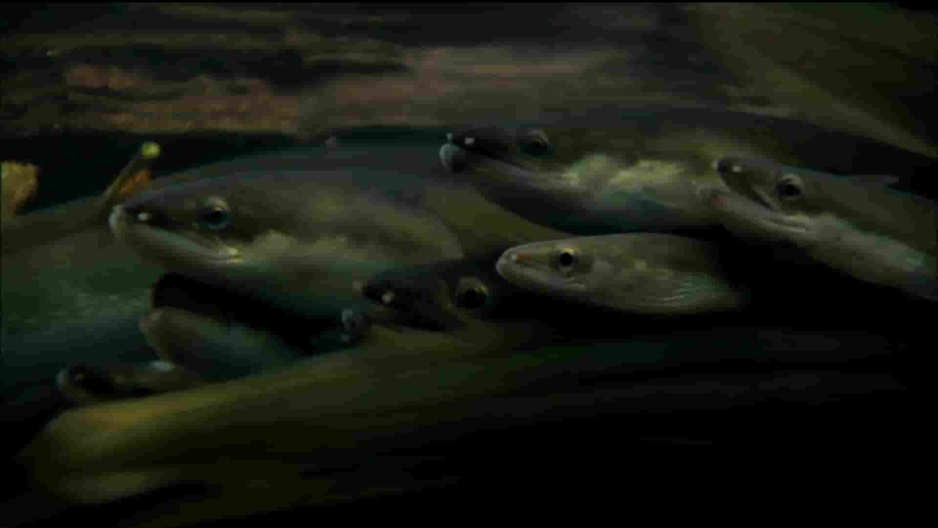PBS纪录片《鳗鱼之谜 The Mystery of Eels 2013》全1集 英语中英双字 1080P高清网盘下载