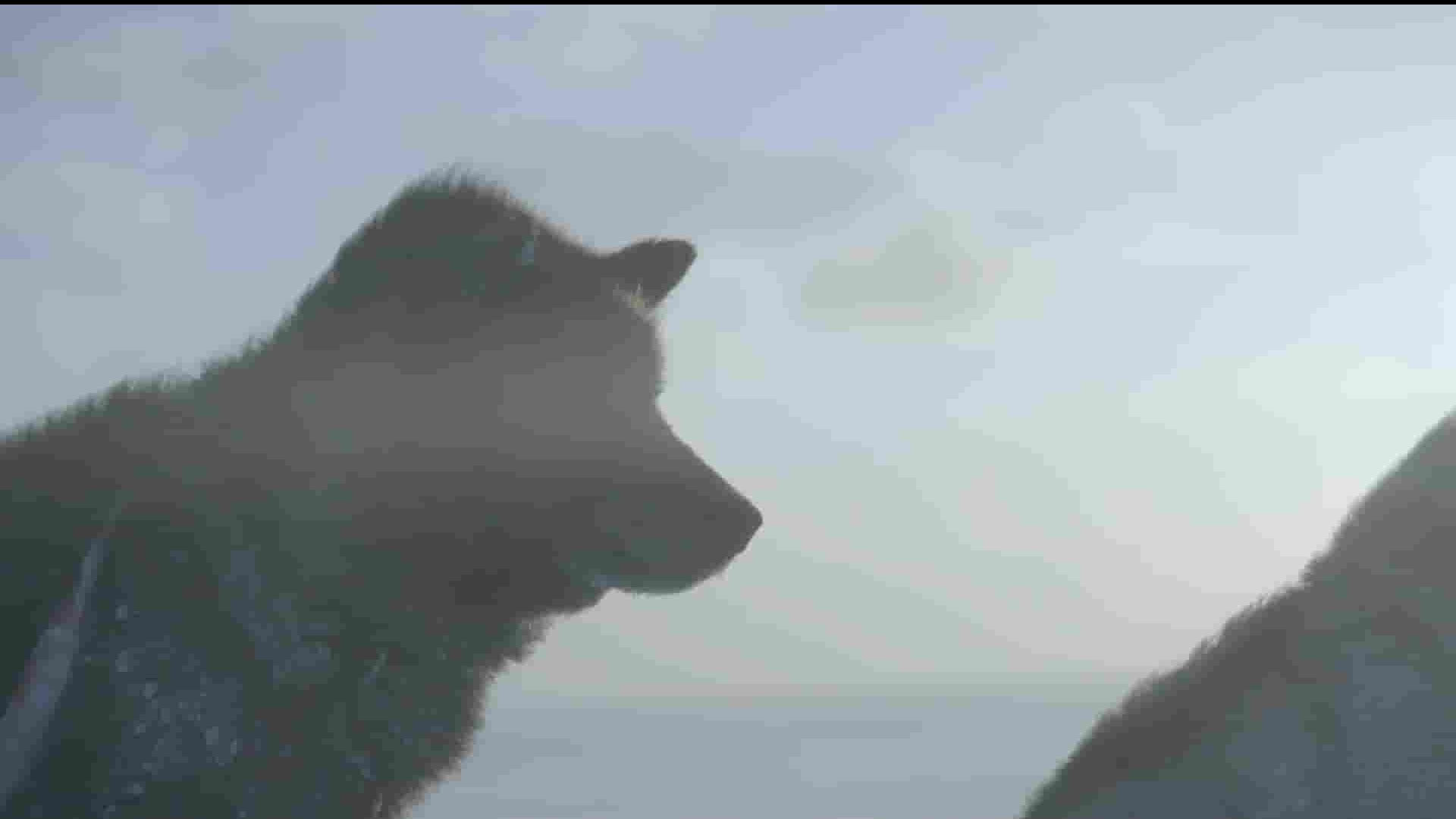 Curiosity纪录片《冰犬 Ice Dogs 2022》全1集 英语中英双字 1080P高清网盘下载