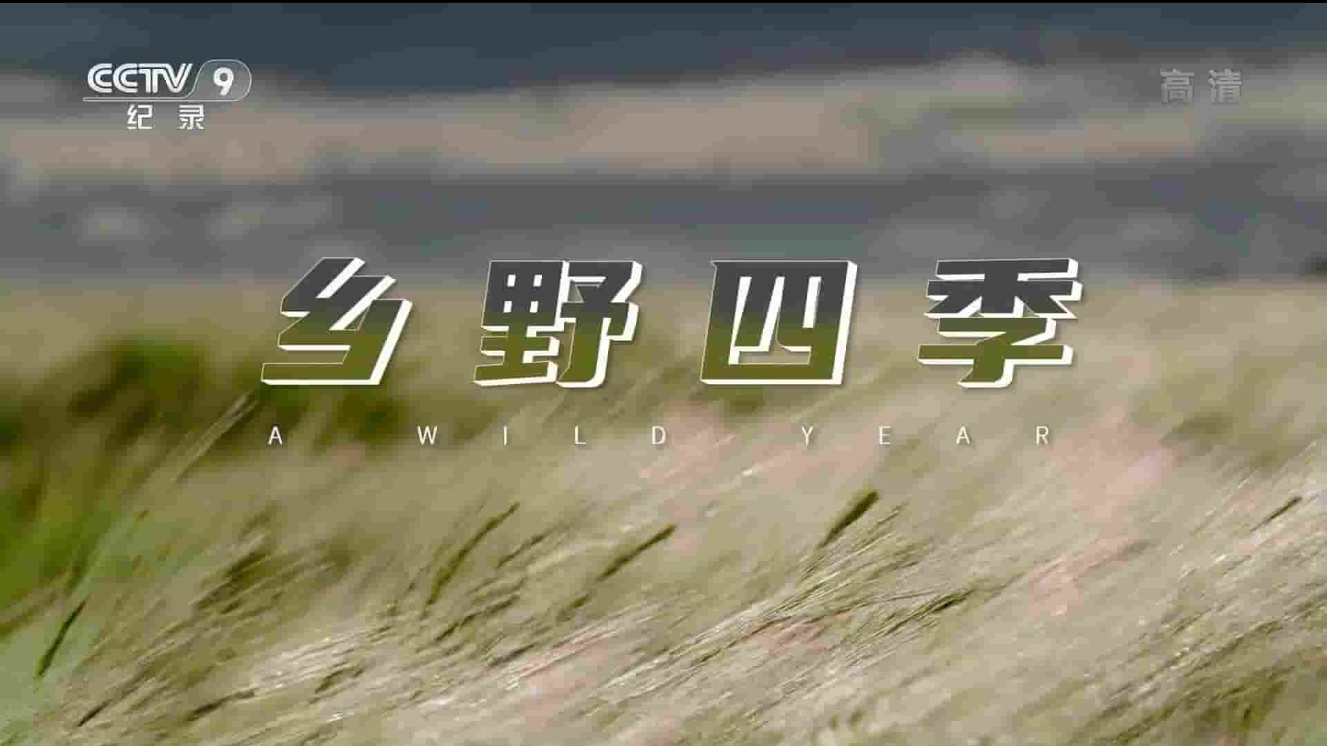 BBC纪录片《英伦狂野之年/乡野四季 A Wild Year 2020》全3集 国语中字 1080P高清网盘下载