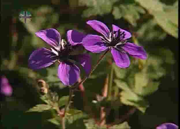 BBC纪录片《大英最爱花卉排行 The Nation’s Favourite Blooms 2014》全1集 英语中字 标清网盘下载