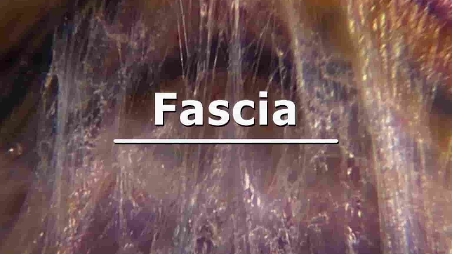 Curiosity纪录片《筋膜：皮肤下的秘密 Fascia: Secrets under the Skin 2022》全1集 英语中英双字 1080P高清网盘下载