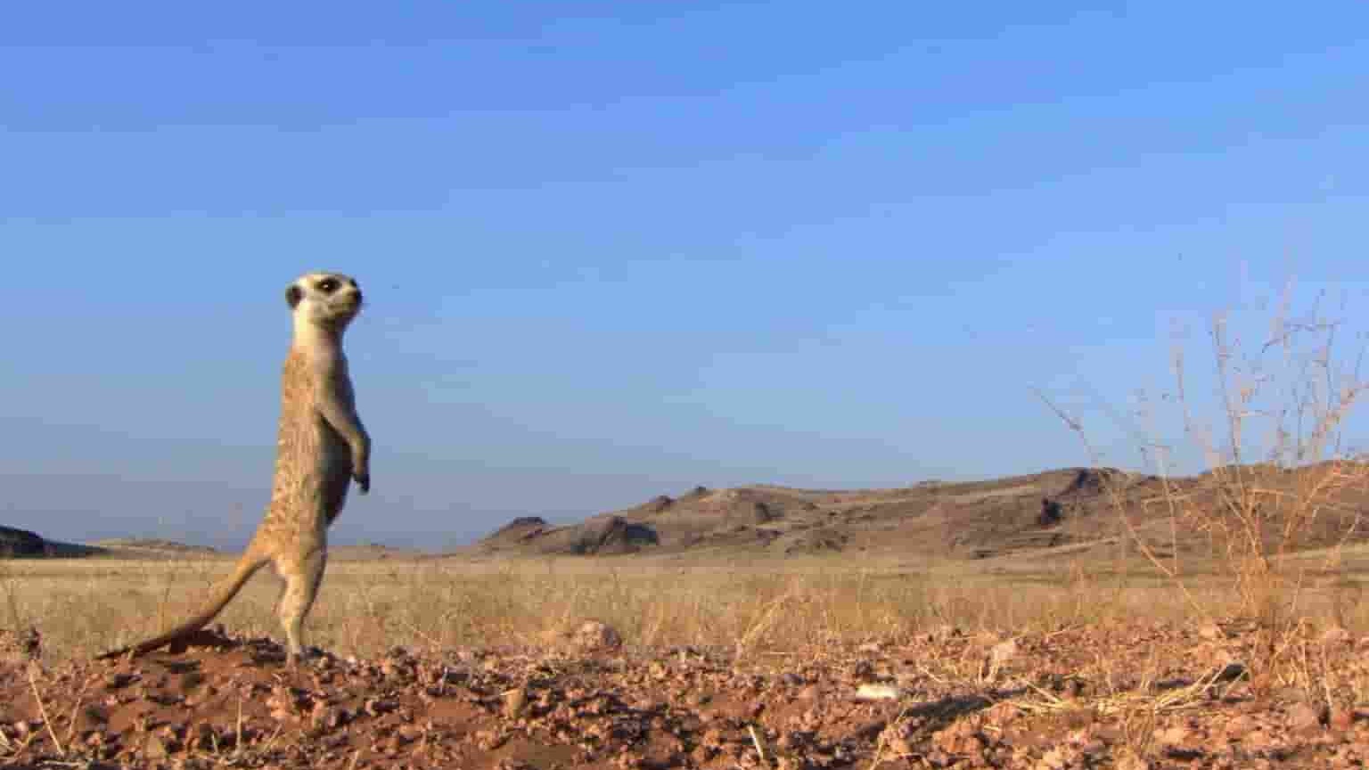 探索频道《认识猫鼬 Meet the Meerkats 2021》全1集 英语中英双字 1080P高清网盘下载