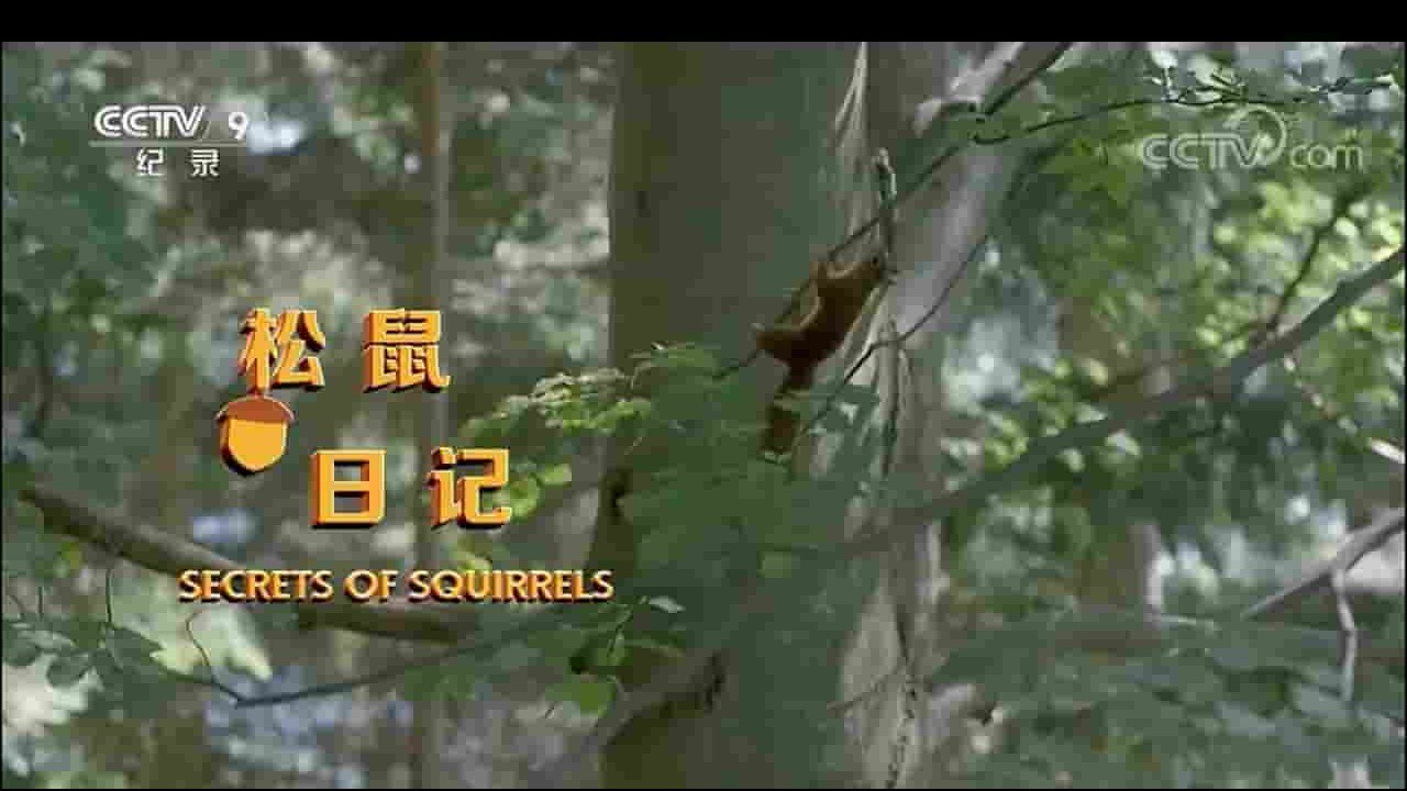央视纪录片《松鼠日记 Secrets of Squirrels 2018》全1集 国语中字 1080i高清网盘下载