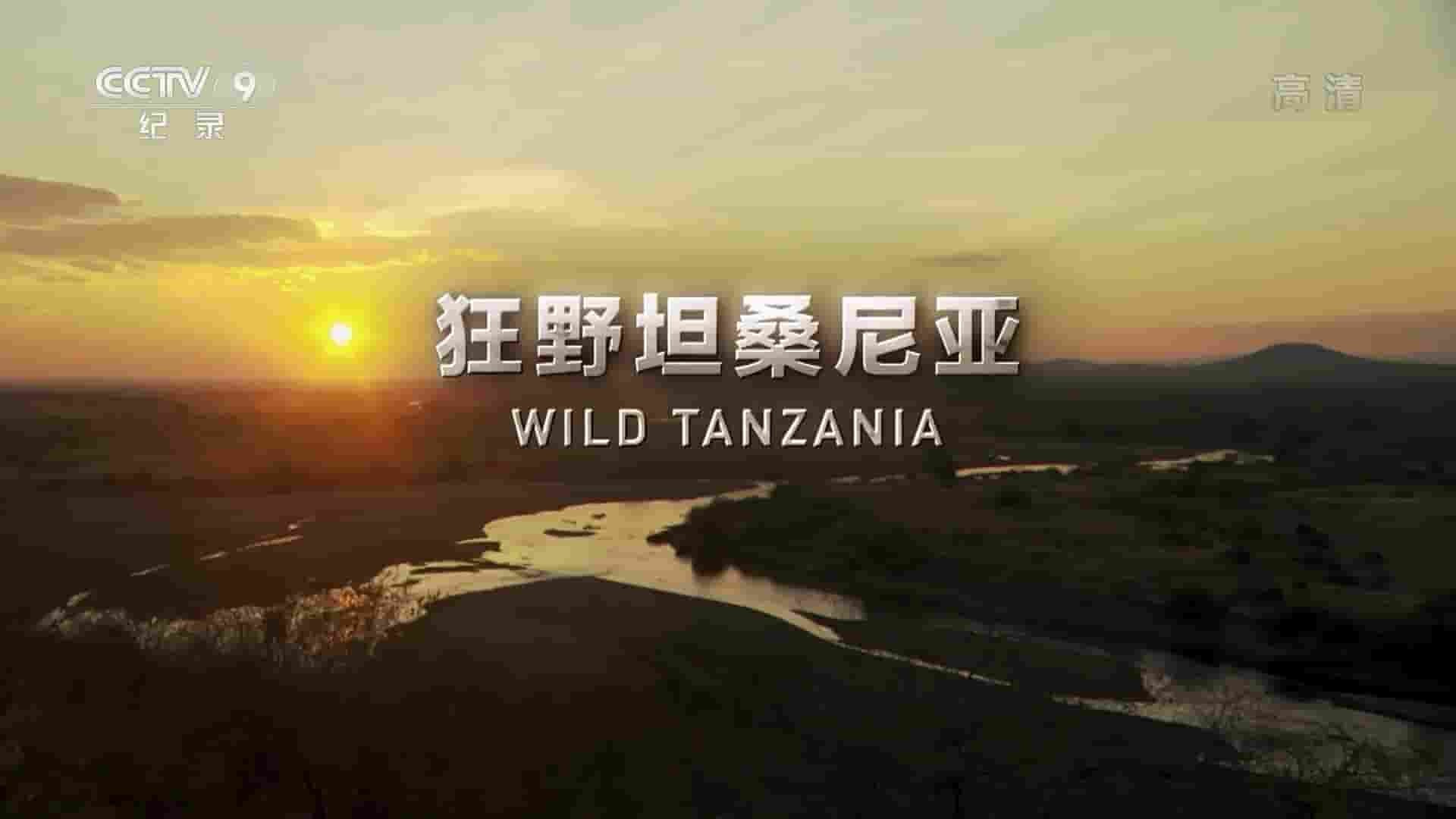 央视纪录片《狂野坦桑尼亚 Wild Tanzania 2020》全4集国语中字 1080P高清网盘下载