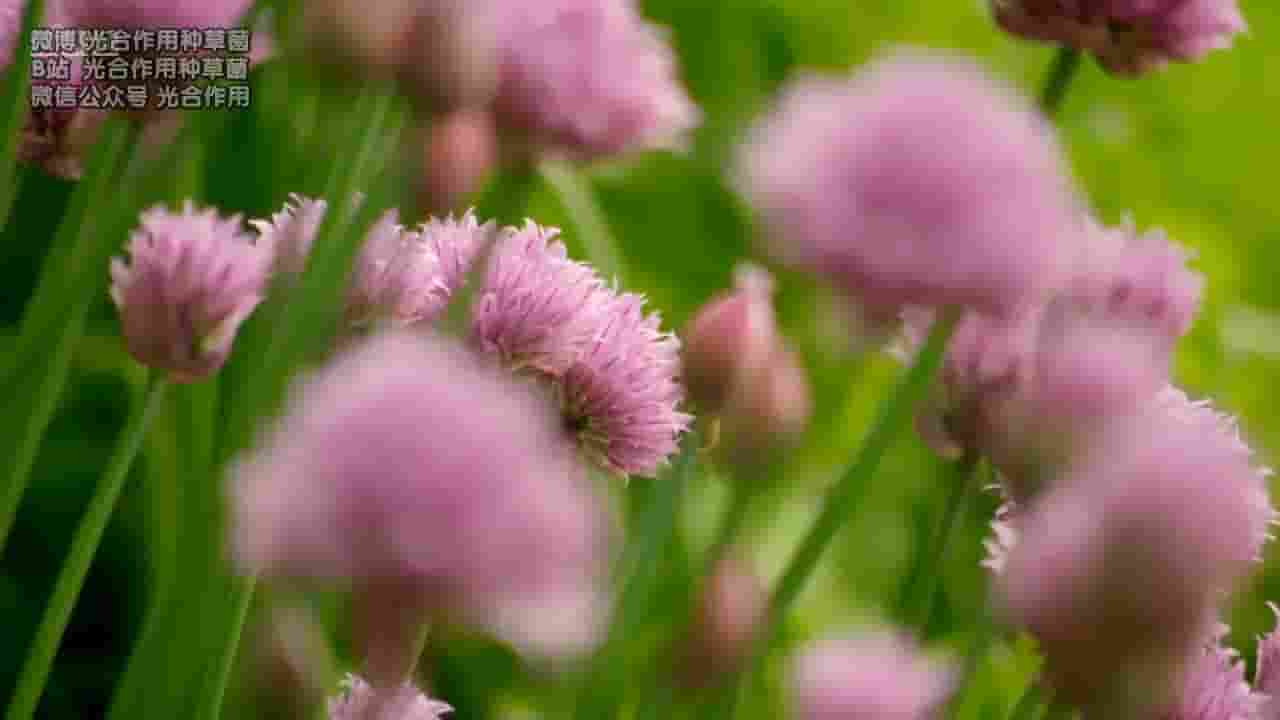  BBC纪录片《园艺世界 Gardeners’ World 2013》第46-50季全162集 英语中字 标清网盘下载