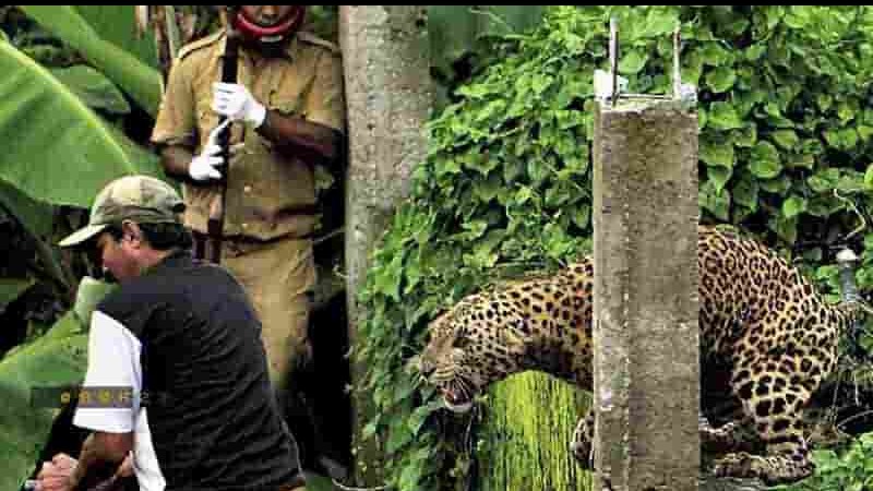 BBC自然世界《花豹：21世纪大猫 Leopards: 21st Century Cats 2013》全1集 英语内嵌中英双字 720p高清网盘下载