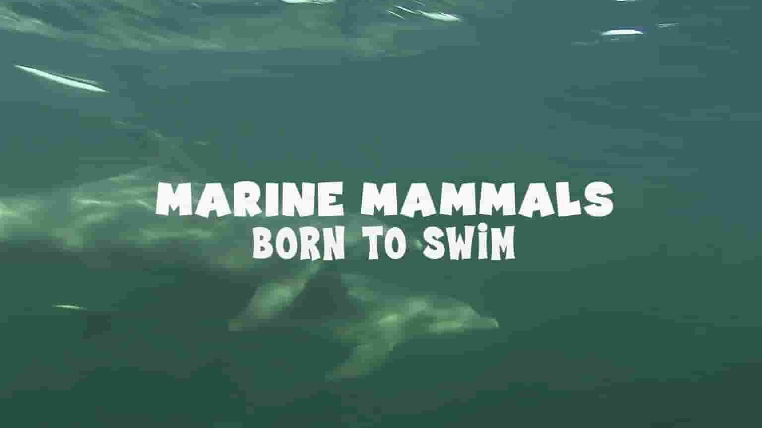Curiosity纪录片《海洋哺乳动物：天生会游泳 Marine Mammals:Born to Swim 2022》全1集 英语中英双字 1080P高清网盘下载
