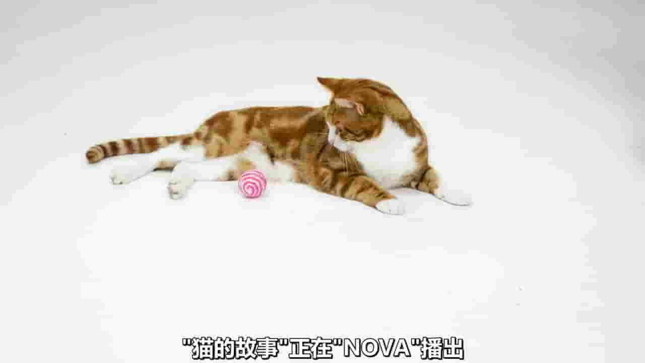 PBS纪录片《猫的故事 Cat Tales 2020》全1集 英语中字 720P高清网盘下载