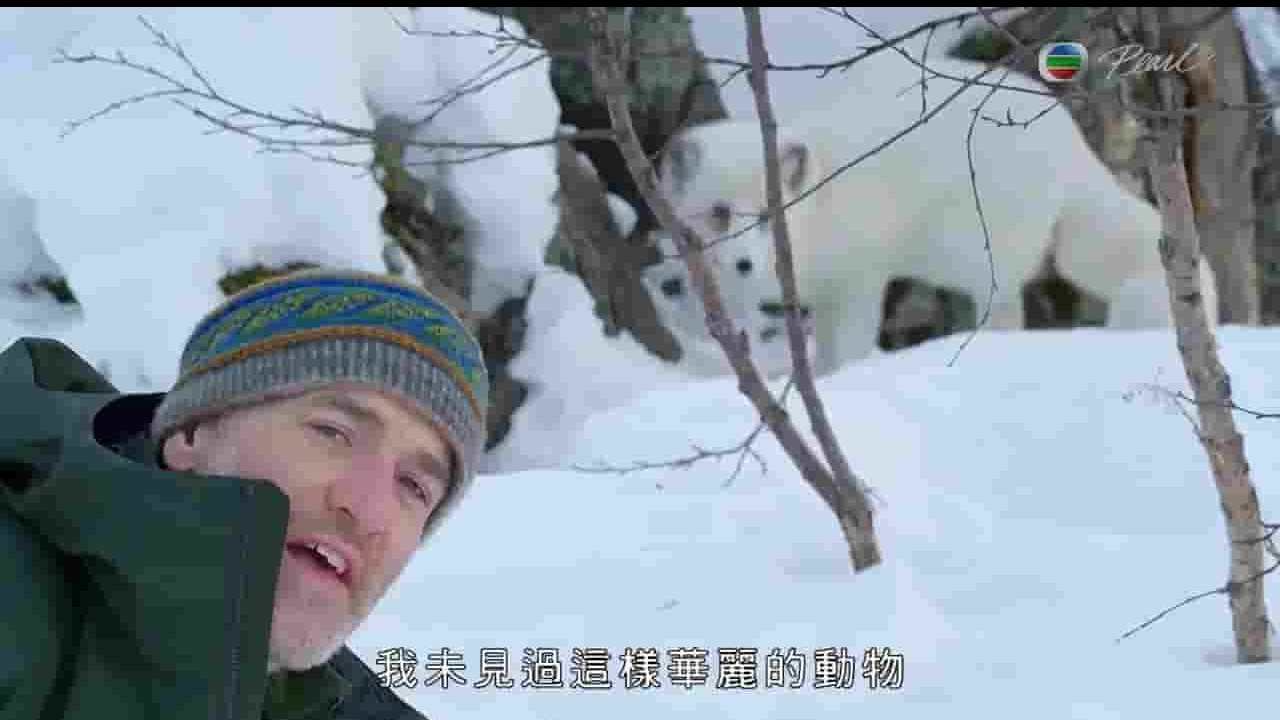 BBC纪录片《冰雪动物王国/雪地动物 Snow Animals 2019》全1集两版 英语中字/粤语中字 720P高清网盘下载