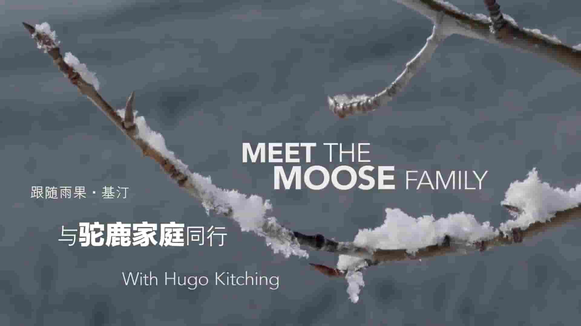 BBC纪录片《与驼鹿家庭同行 Meet the Moose Family》全1集 英语内嵌中英双字 1080P高清网盘下载