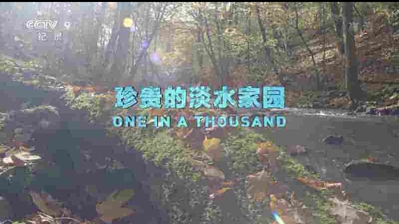 央视纪录片《珍贵的淡水家园 One in a Thousand 2018》全1集 国语中字  1080P高清网盘下载