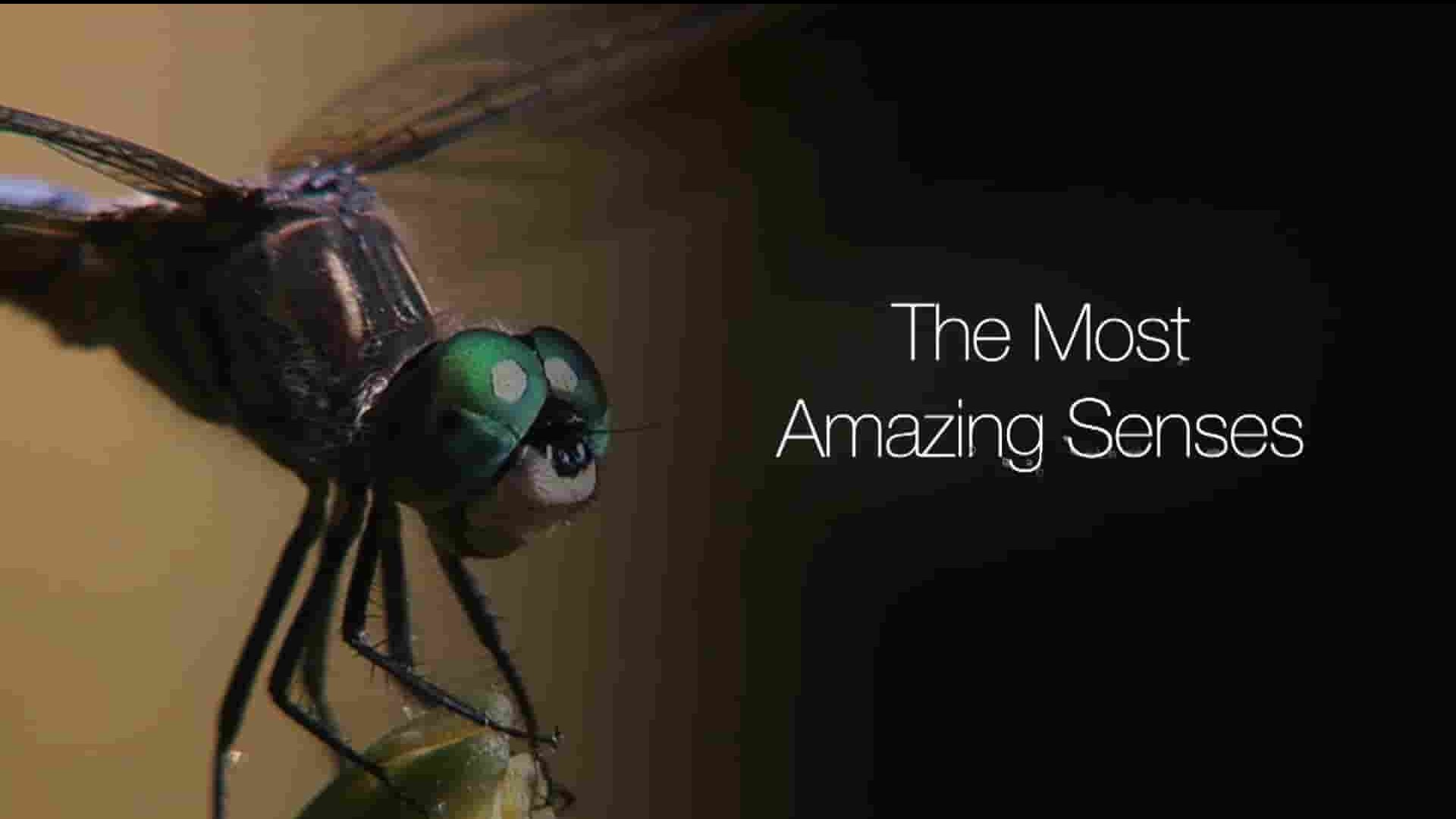 Curiosity纪录片《超级感官：进化的狂野壮举 Super Senses: Wild Feats of Evolution 2021》第1季全13集 英语中英双字 1080P高清网盘下载