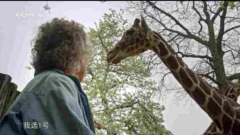 央视纪录片《安妮与长颈鹿 The Woman Who Loves Giraffes 2018》全1集 国语中字 1080P高清网盘下载