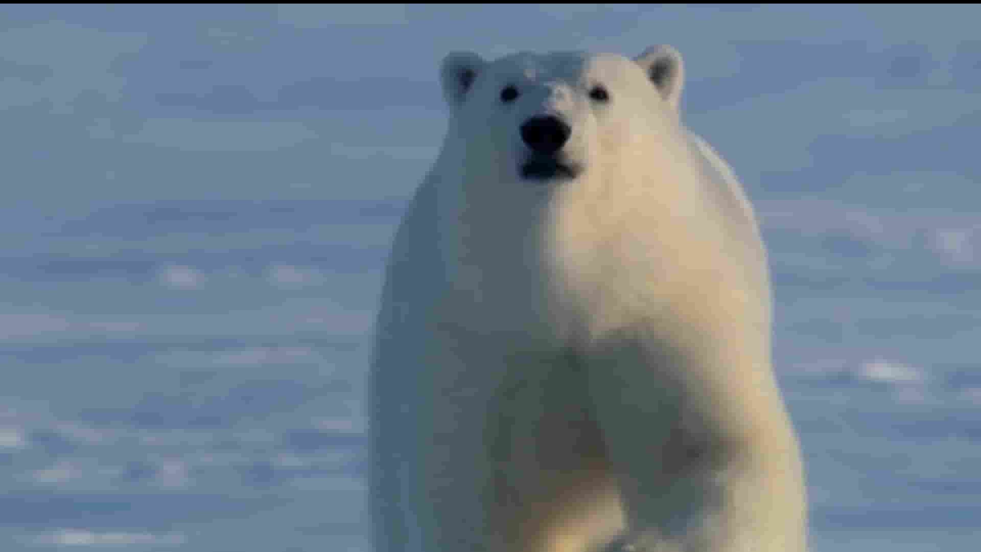 BBC纪录片《熊族面面观 Meet the Bears 2019》全1集 英语内嵌中英双字 1080P高清网盘下载
