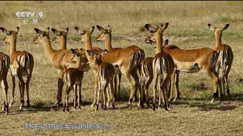 央视纪录片《肯尼亚：山脉守护者 Kenya, Les Gardiens De La Montagne 2016》全1集 国语中字 1080P高清网盘下载