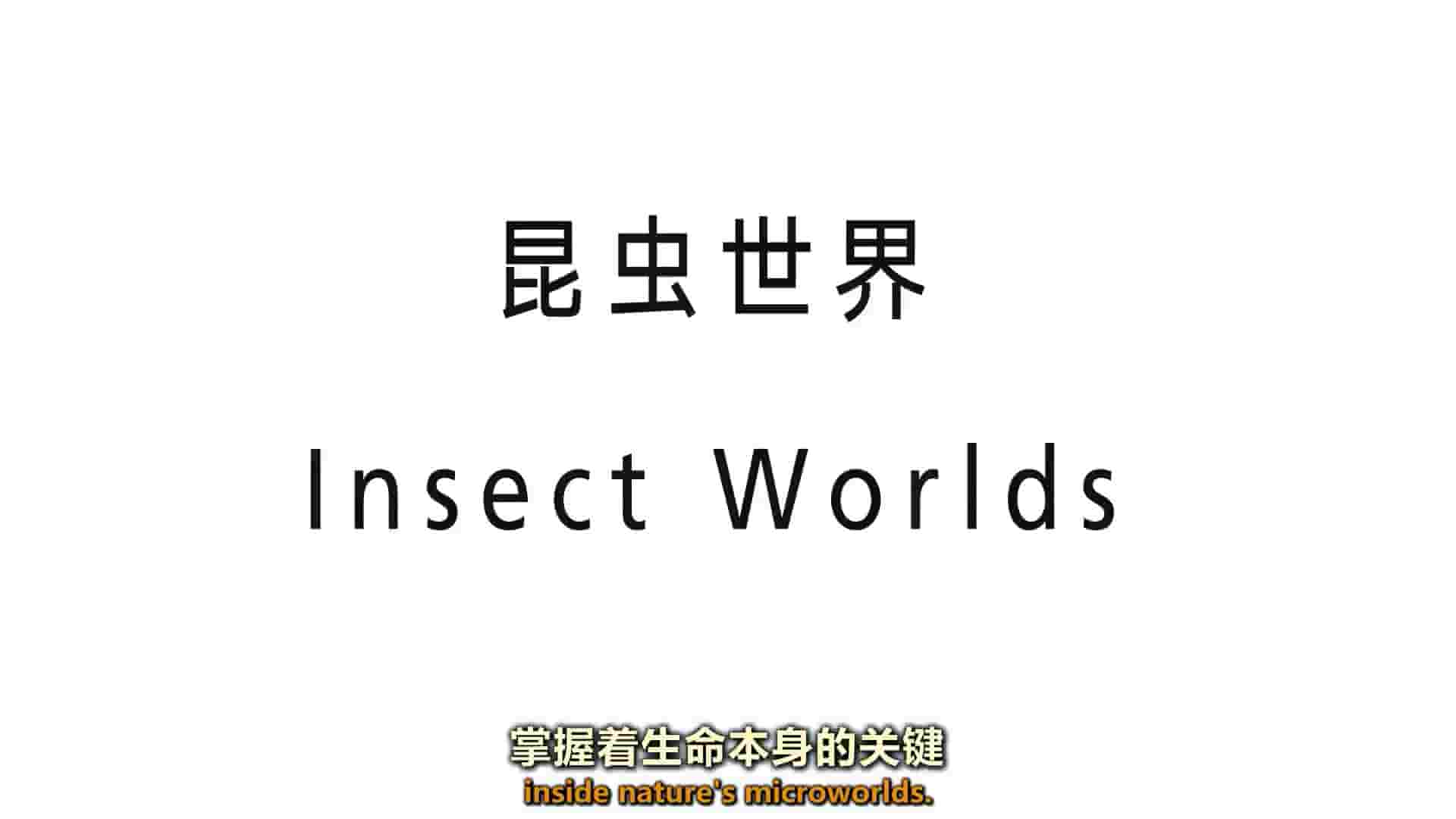 BBC纪录片《昆虫世界 Insects World 2013》全3集 英语内嵌中英双字 720P高清网盘下载