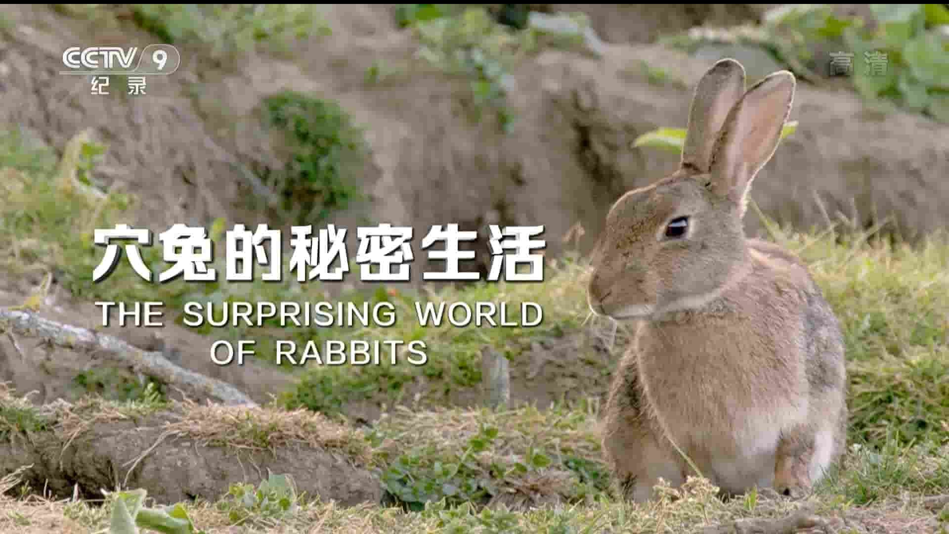 央视纪录片《穴兔的秘密生活 The Surprising World of Rabbits 2018》全1集 国语中字 1080i高清网盘下载