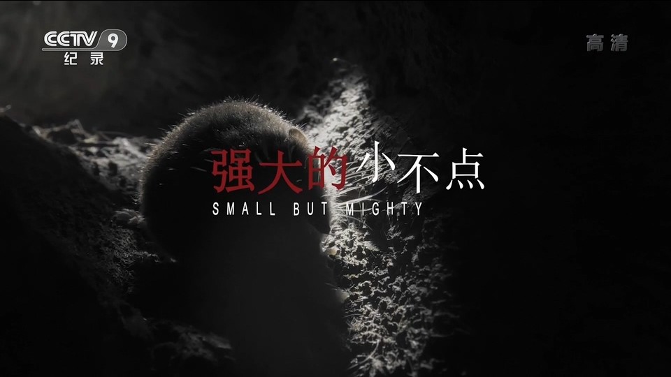 央视纪录片《强大的小不点 Small But Mighty 2019》全1集 国语中字 1080i高清网盘下载