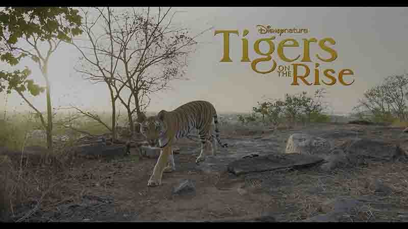 迪士尼纪录片《老虎崛起 Tigers on the Rise 2024》全1集 英语多国中字 4K超高清网盘下载