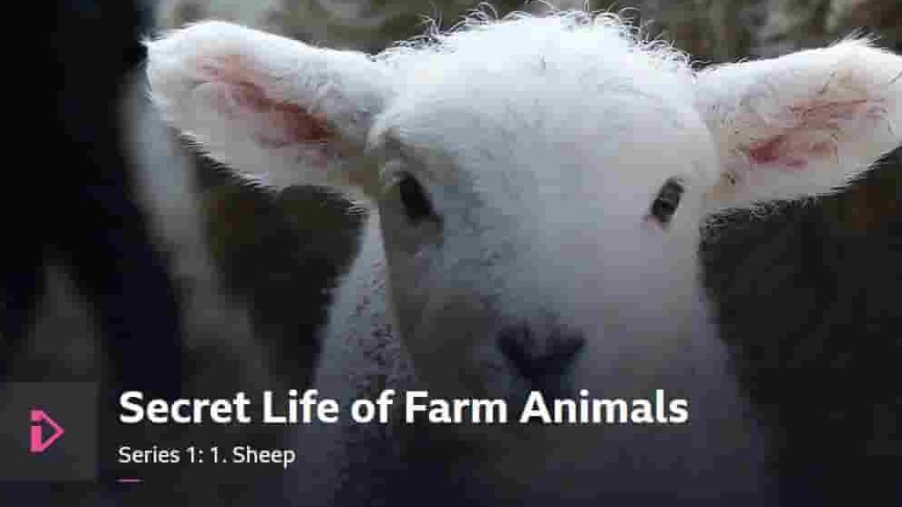 英国纪录片《农场动物的秘密生活 Secret Life of Farm Animals 2018》第1季全3集 英语中字 4k超高清网盘下载