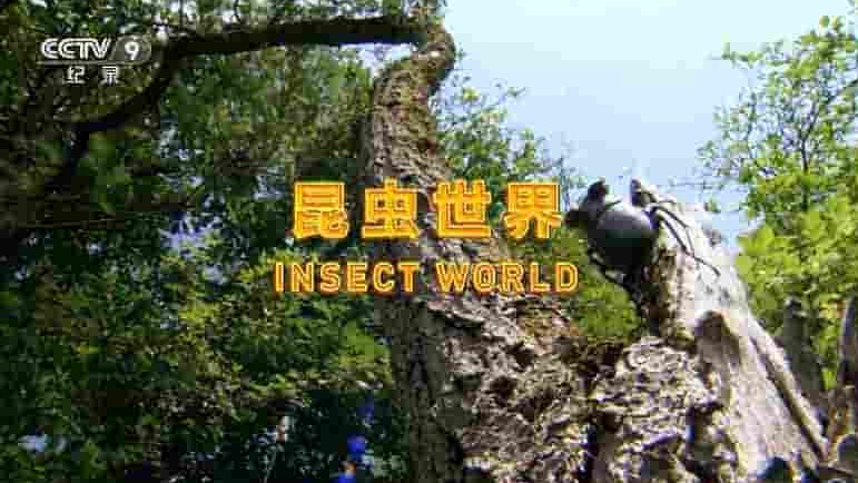 央视纪录片《昆虫世界 Insects World 2017》全1集 国语中字 1080P高清网盘下载