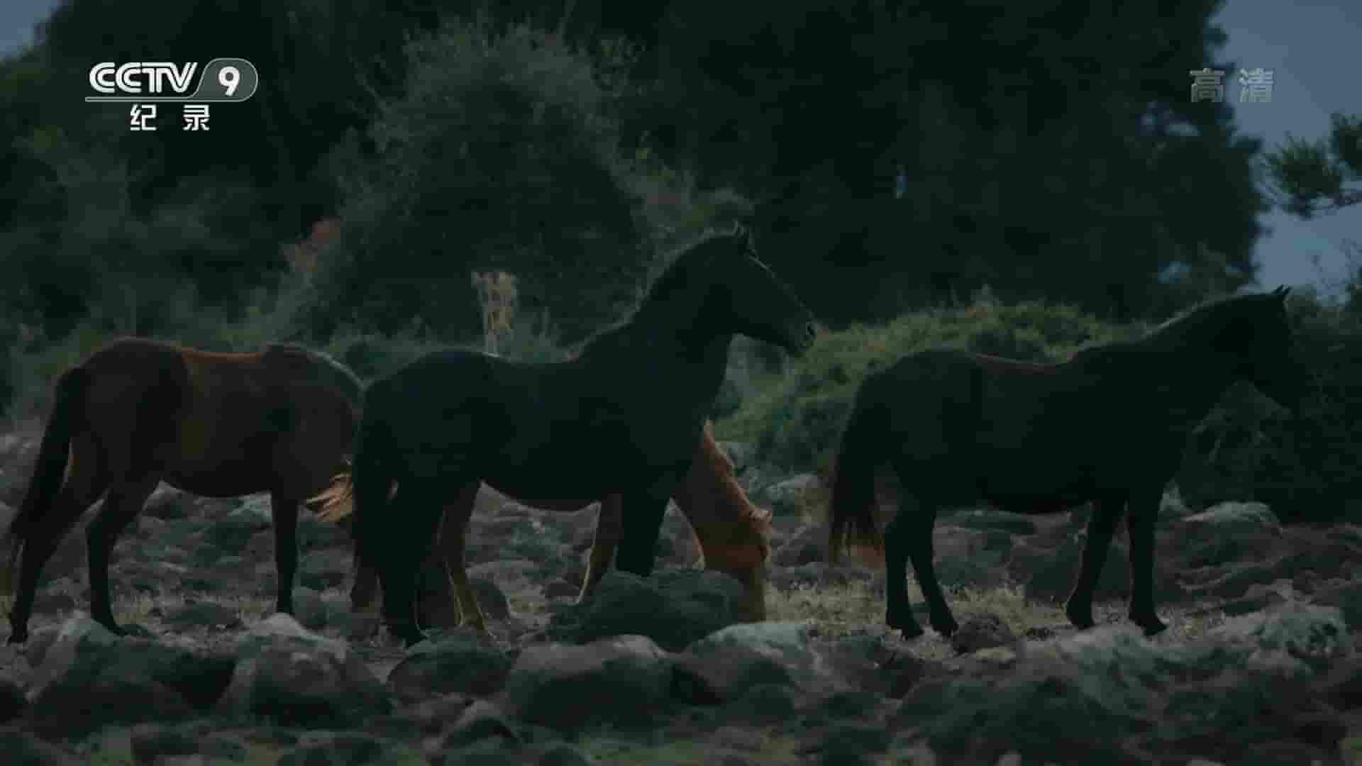法国纪录片/ARTE纪录片《狂野撒丁岛 Horses in the Storm – Sardinia’s Rocky Sanctuary 2020》全1集 国语中字 1080P高清网盘下载