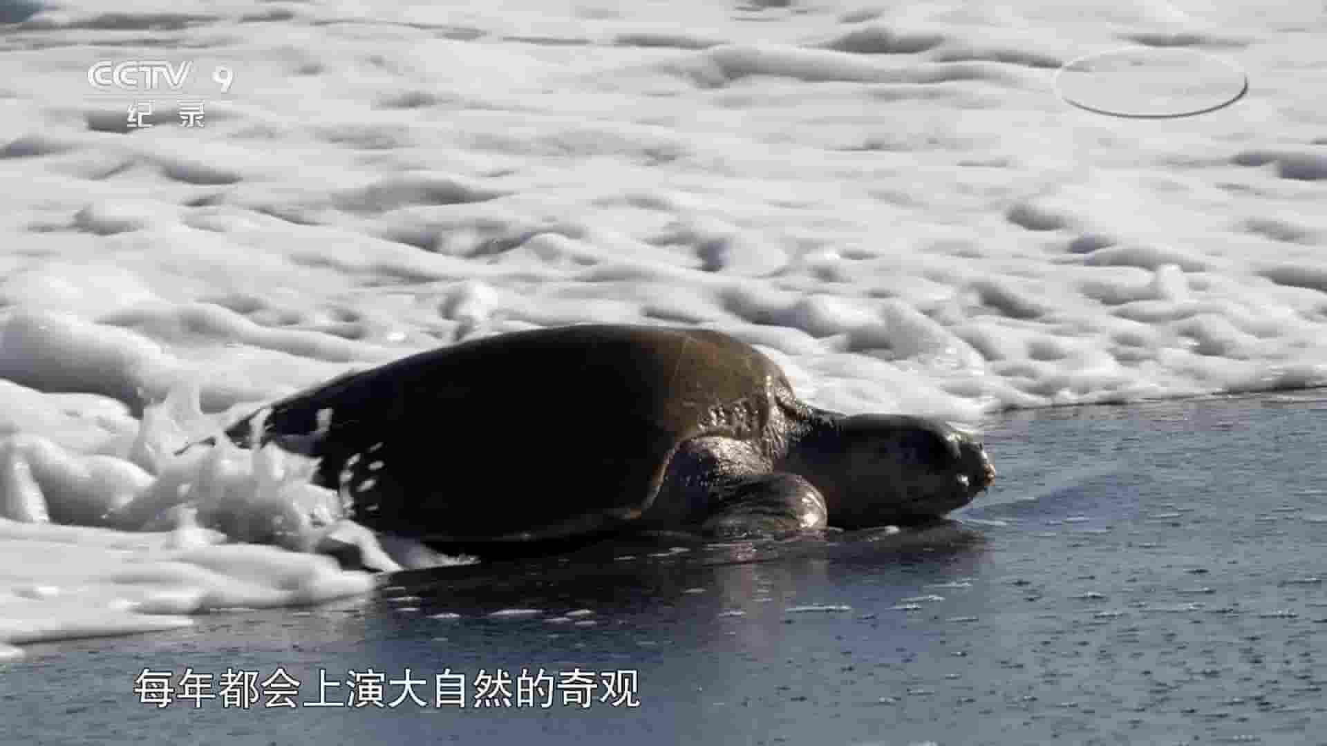 央视纪录片/BBC纪录片《丽龟的奇妙世界 Nature’s Turtle Nursery: Secrets from the Nest 2018》全1集 国语中字 1080P高清网盘下载