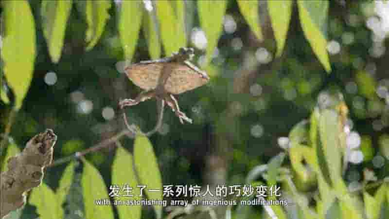 英国纪录片《动物封神榜 Nature