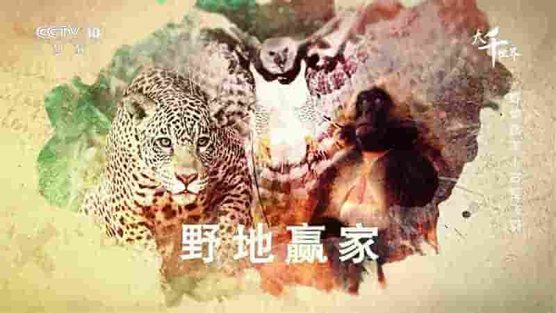 央视纪录片/奥地利纪录片《野地赢家 Wild Winners 2016》全3集 国语中字 1080i高清网盘下载