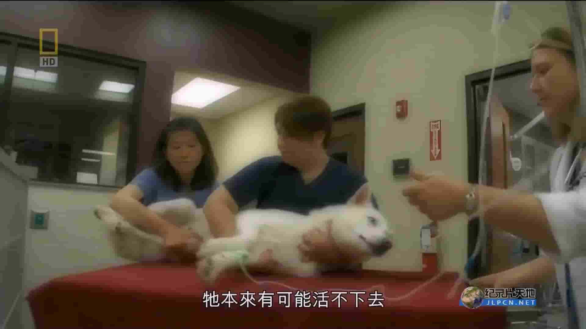 国家地理《狗狗爱乱吃 My Dog Ate What》全6集 英语中字 1080P高清网盘下载