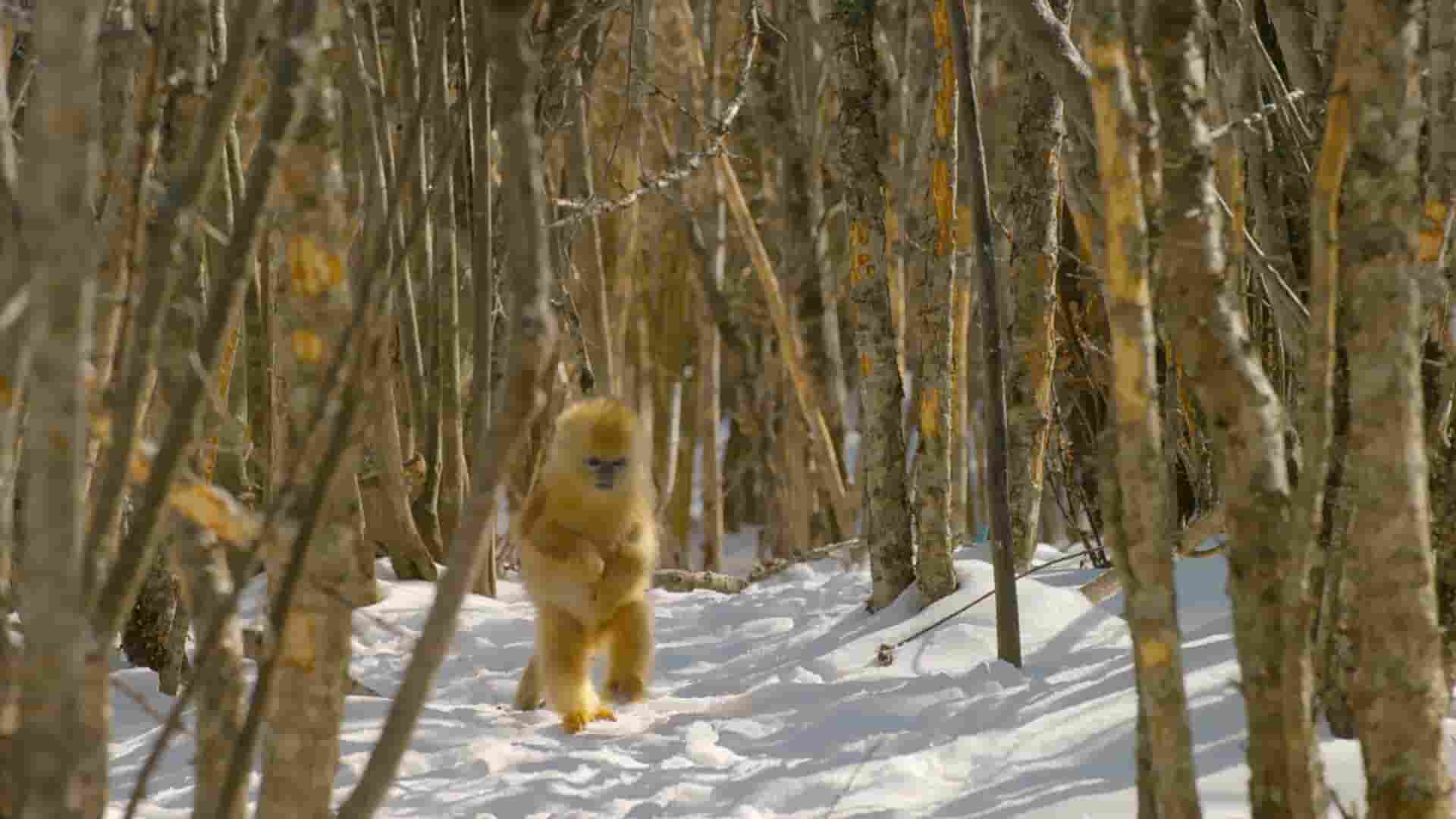 DISNEY+纪录片《雪豹：山之幽灵 Ghost of the Mountains 2017》全1集 英语内嵌中英多字幕 1080P高清网盘下载