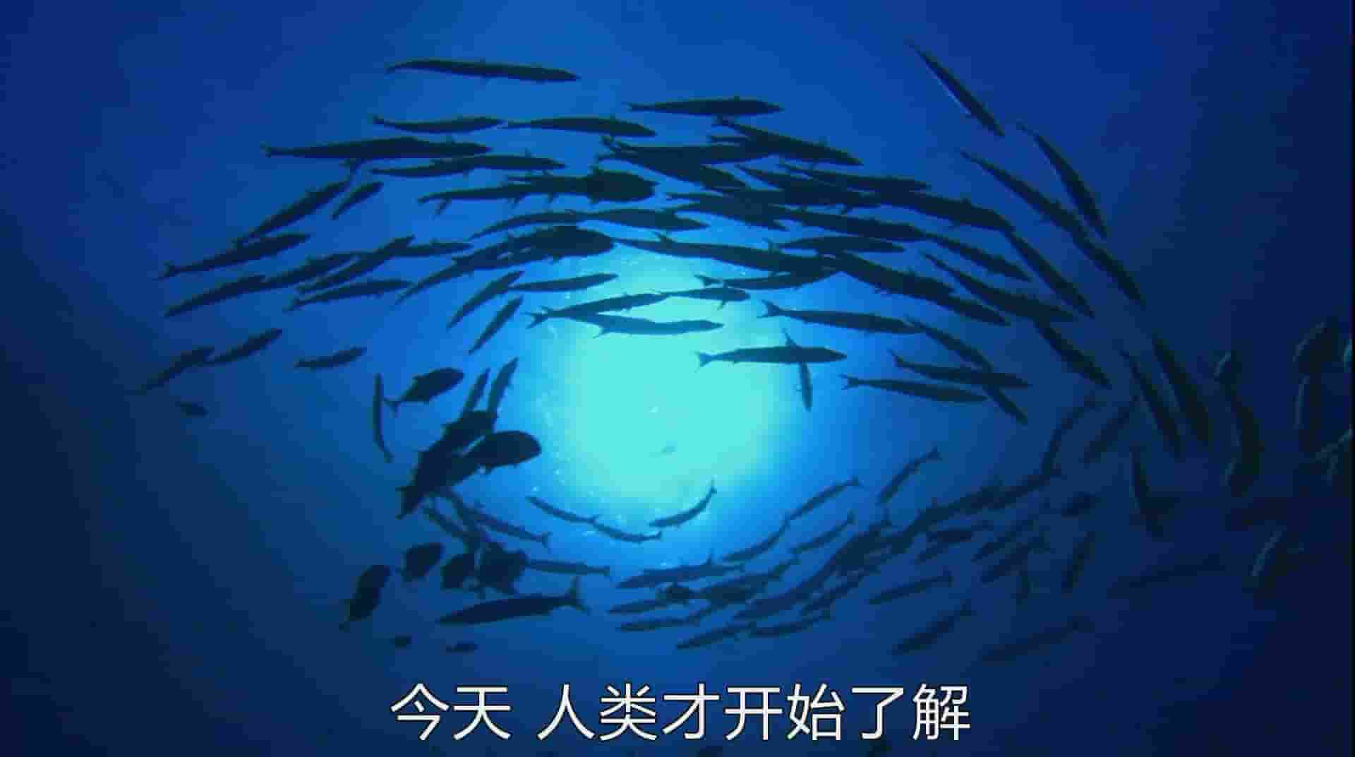 国家地理《奇幻海洋 One Ocean》全4集 英语中字 1080P高清网盘下载