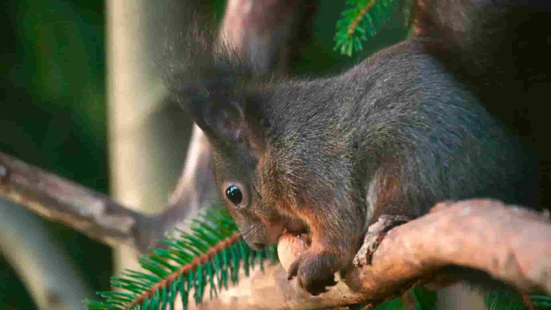 德国纪录片《松鼠的秘密 Secrets of Squirrels 2021》全1集 英语中英双字 1080P高清网盘下载