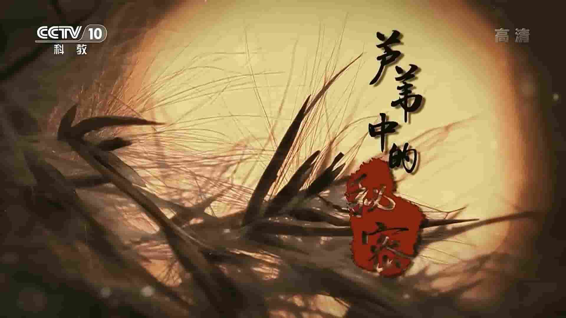 央视纪录片《芦苇中的秘密 2020》全1集 国语中字 1080P高清网盘下载