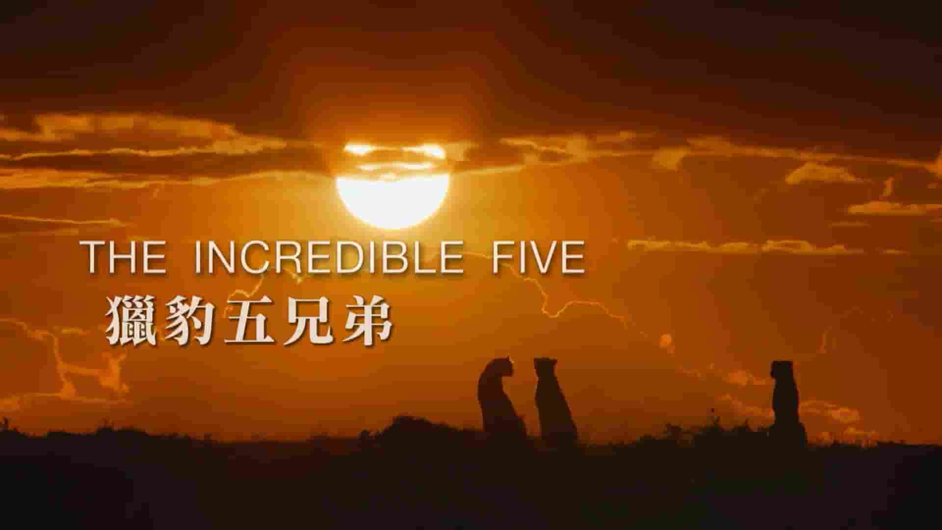 PTS公视《猎豹五兄弟 The Incredible Five A Cheetah’s Tale 2020》全1集 国语中字 1080P高清网盘下载