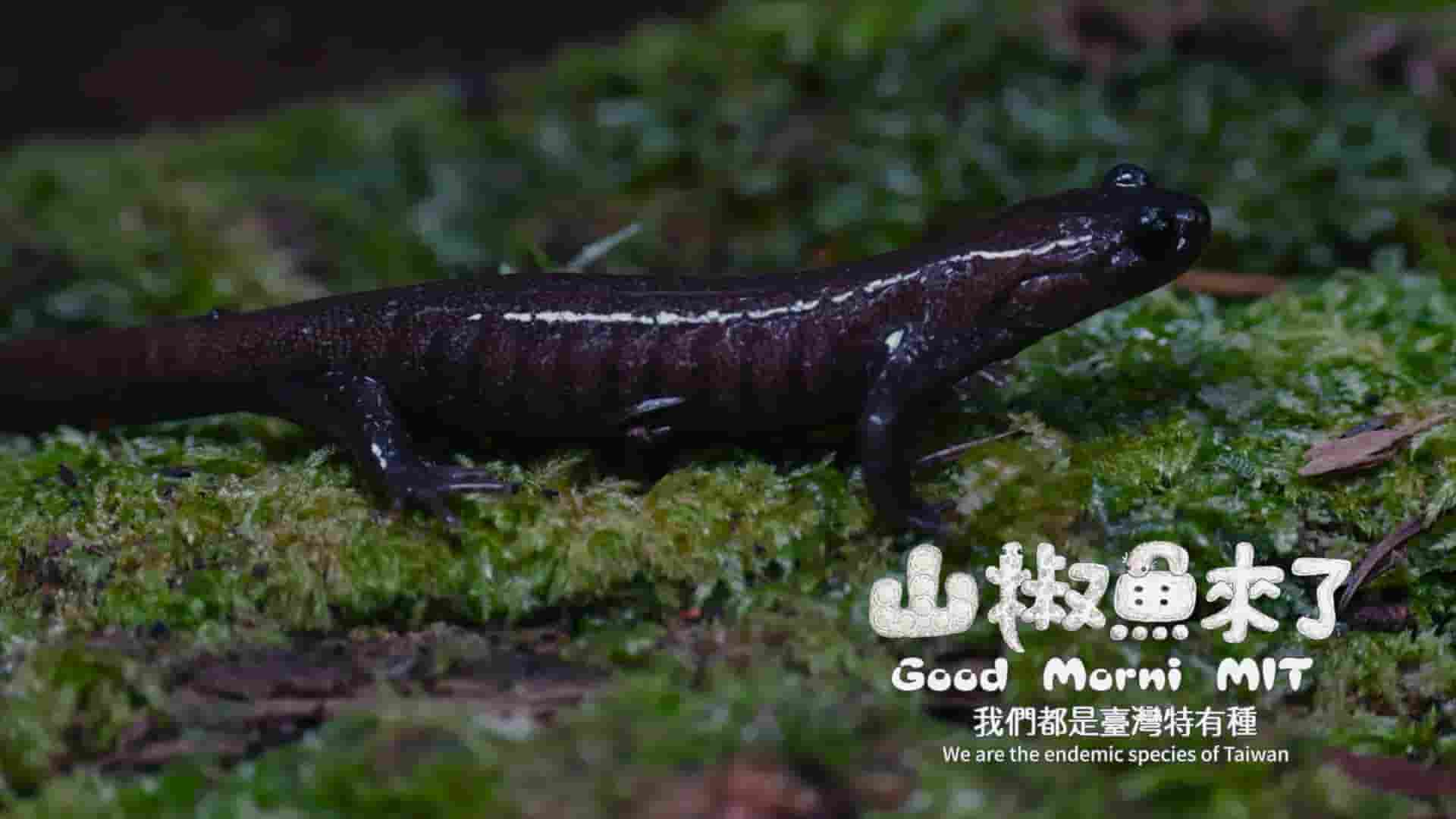 中国台湾纪录片《山椒鱼来了 Good Morni MIT 2023》全1集 英语中英双字 1080P高清网盘