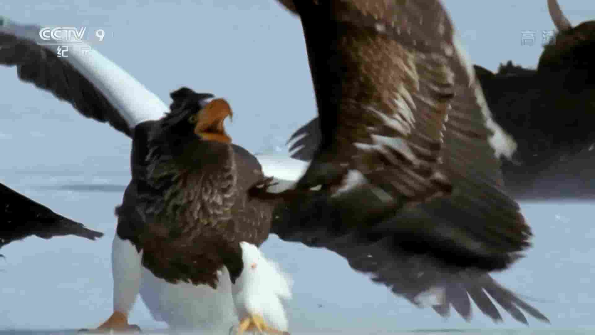 央视改版/国家地理《空中女皇的征程 Eagle – Queen of the Skies 2015》全1集 国语中字 720P高清网盘