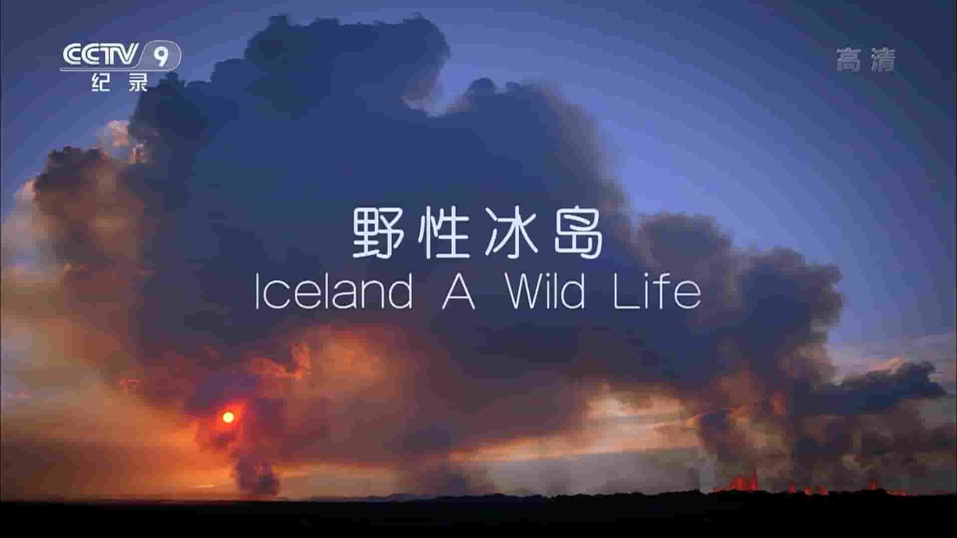 央视改版/BBC纪录片《野性冰岛 Iceland A Wild Life 2018》全3集 国语中字 1080P高清网盘
