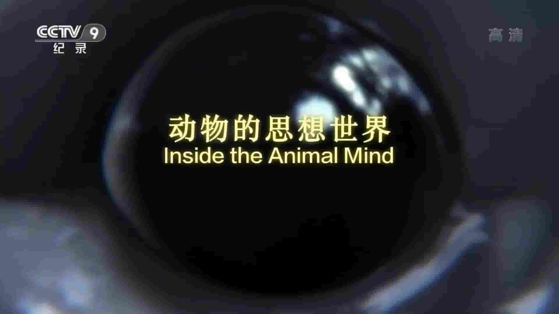 央视翻译版/BBC纪录片《动物的思想世界 Inside the Animal Mind 2014》全2集 国语中字 1080P高清网盘