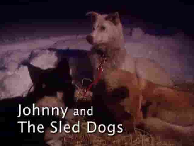 加拿大纪录片《称霸狗职场 Dogs with Jobs 2000》第2季全13集 英语中英双字  480P标清网盘